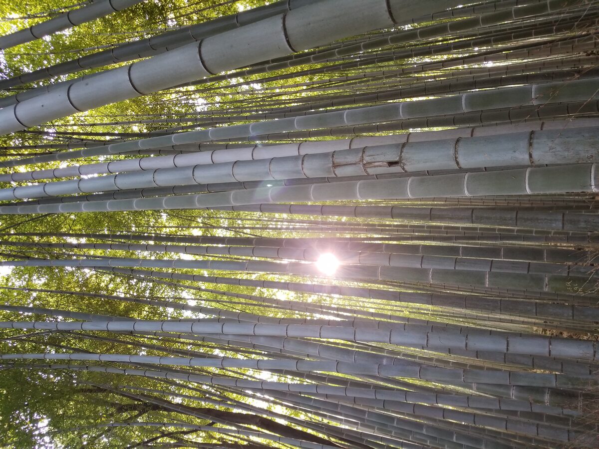 Bamboo grove with sunlight