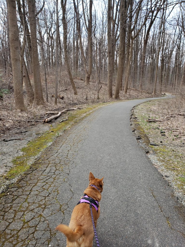 Hachi walking on the nature trail