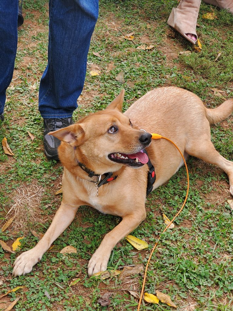 Hachi, my happy dog